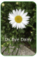 Ox eye daisy