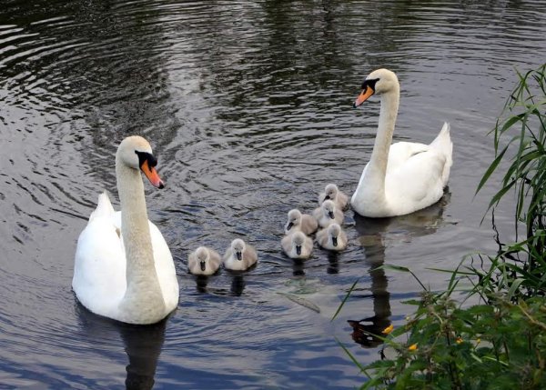 Swans at Milford Bridge