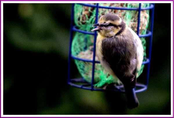 Young blue tit
