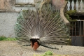 Peacock at Altamont Gardens