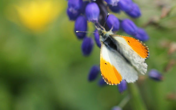 Orange tip butterfly.