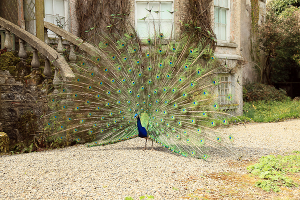 Peacock at Altamont Gardens