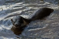 Otter in the Barrack Stream.