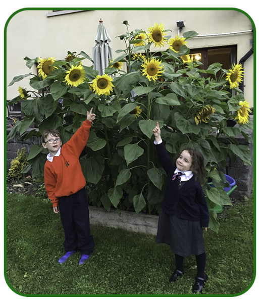 Sunflower competition