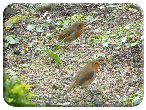 Pair of Robins