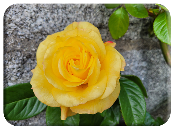 First rose of summer
