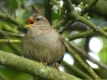Bird-at-Altamont