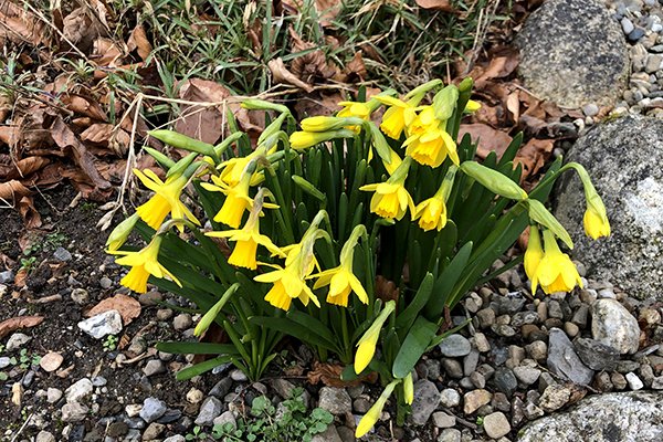 Mini-daffodils