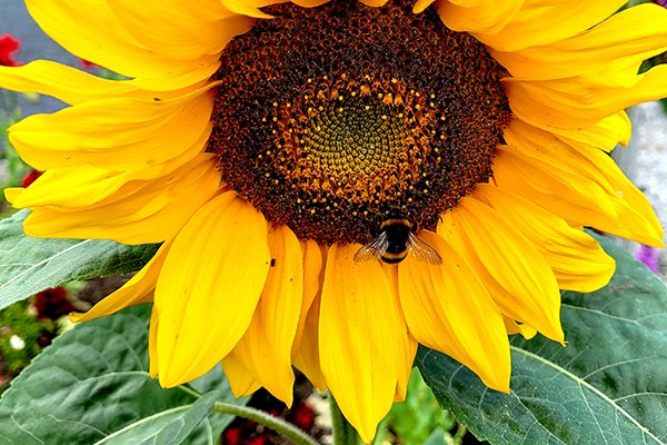 bee-on-sunflower