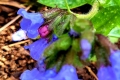 Common-lungwort