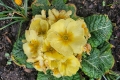 Common-primrose