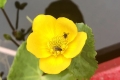 Flies-pollinating-Marsh-marigold