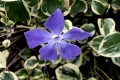 Greater-periwinkle