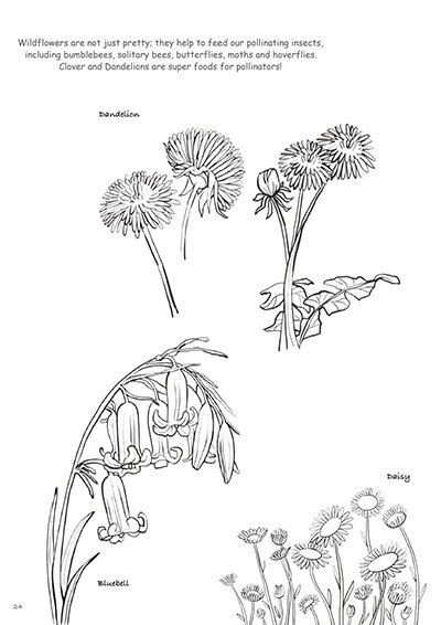 Biodiversity-in-Your-Garden-Colouring-Book_231227_110823_24