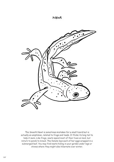 Biodiversity-in-Your-Garden-Colouring-Book_231227_110823_28