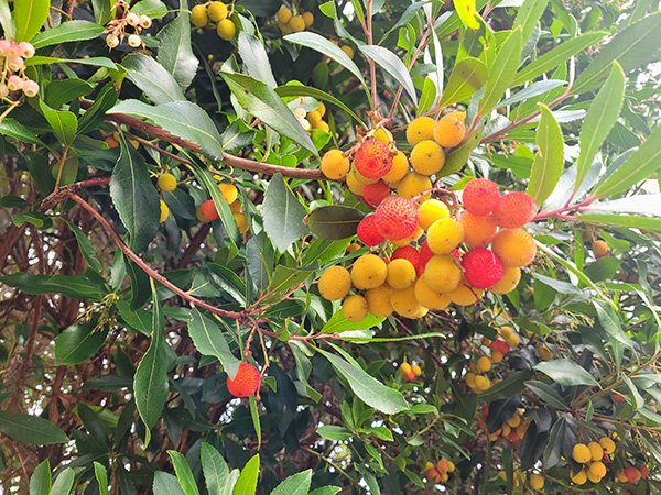 Arbutus-tree