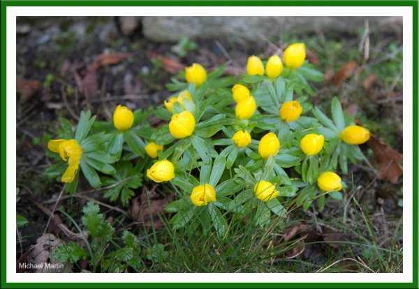 Aconite