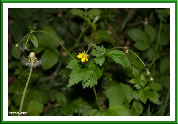 Avens Herb Bennet