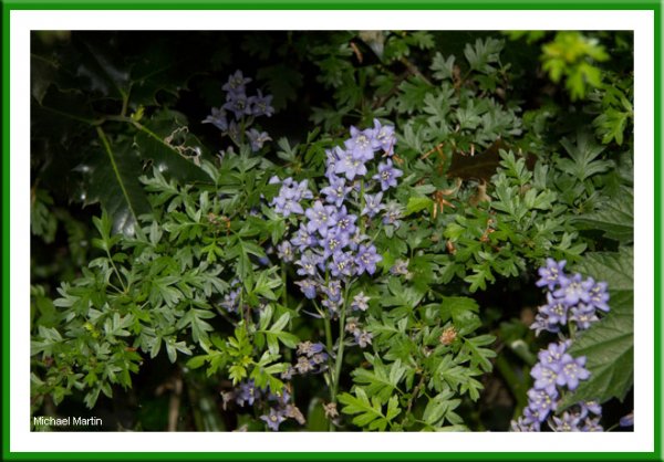 Bluebell