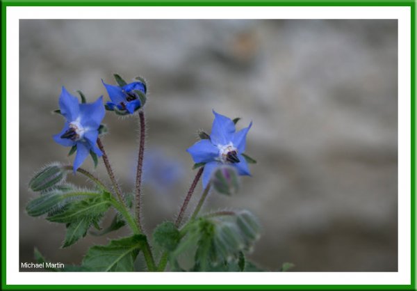 Borage