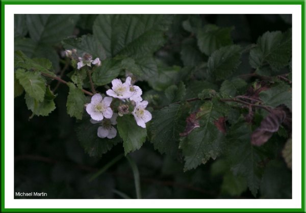Bramble