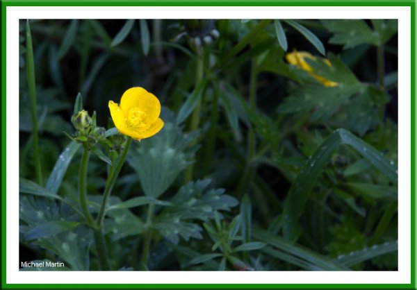 Creeping Buttercup