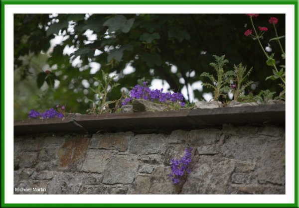 Campanula