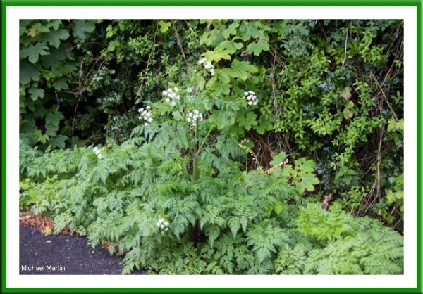 Cow parsley