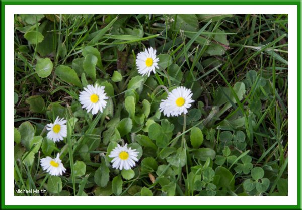 Daisies