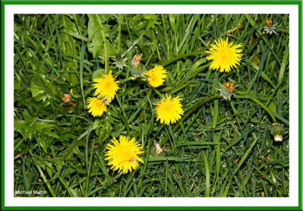 Dandelion