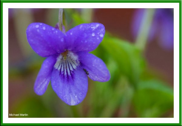Dog violet