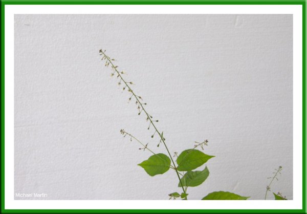 Enchanters nightshade