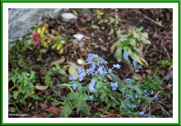 Forget me not