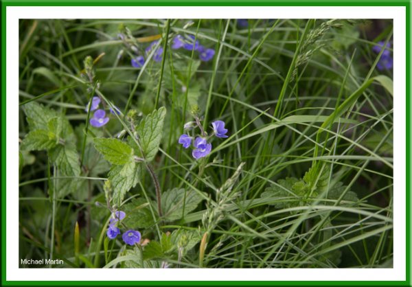 Germander speedwell