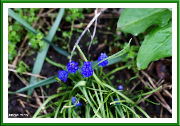Grape Hyacinth