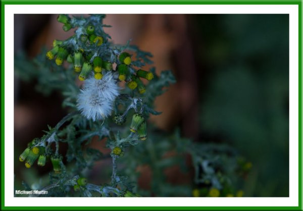 Groundsel