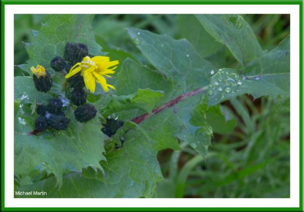 Hawkweed