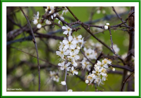 Hawthorn