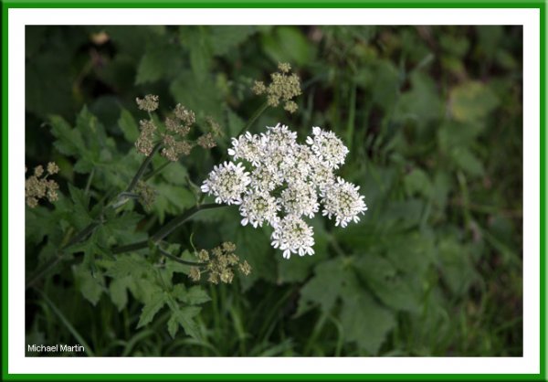 Hogweed