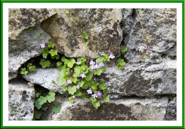 Ivy leafed toad flax