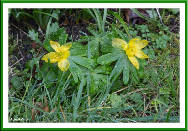 Lesser celadine