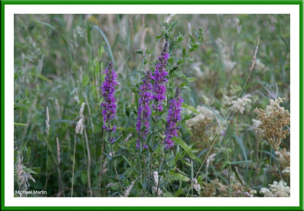 Loosestrife
