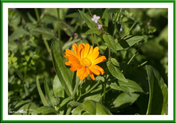 Marigold