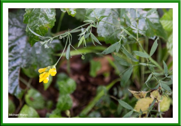 Meadow Vetchling
