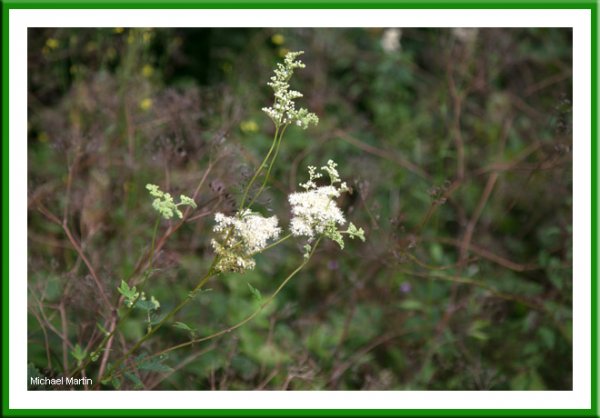 Meadowsweet
