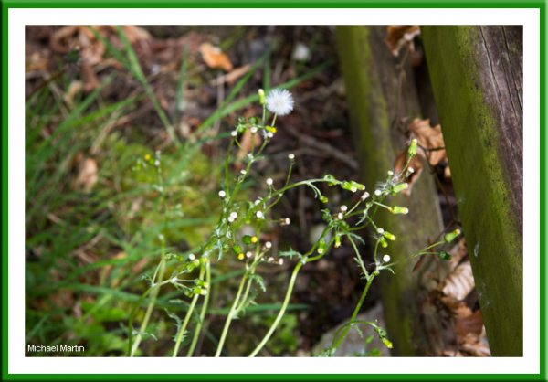 Nipplewort