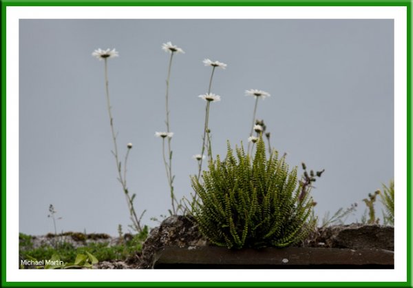Ox eye daisy