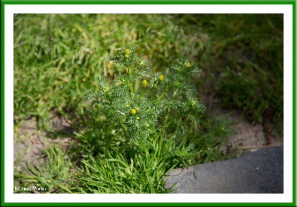Pineapple weed