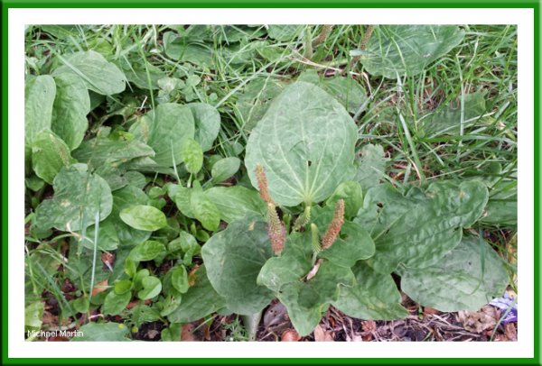 Plantain