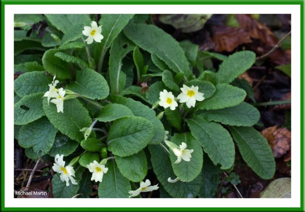 Primrose